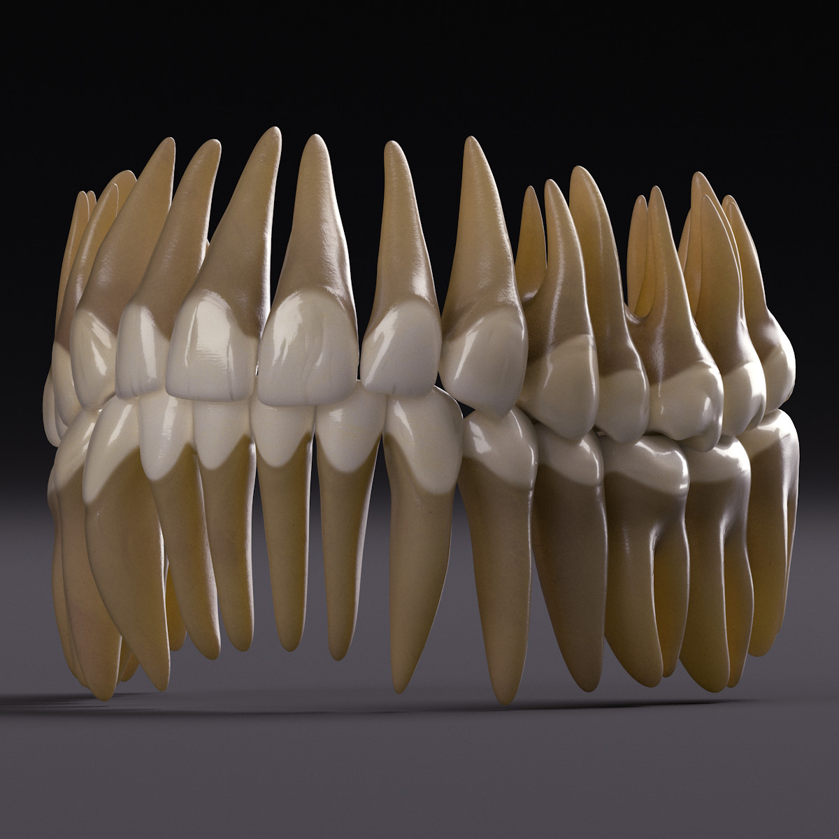 Клык фото зуба. Моделировка клыка верхней челюсти. Моделировка зуба клыка. Муляж зубов. Модель зуба.