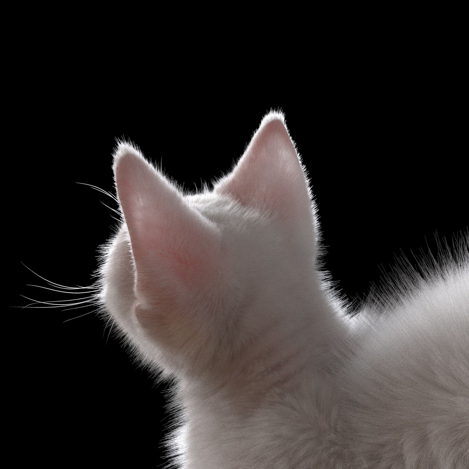 3D Cat Leggings – Meowhiskers