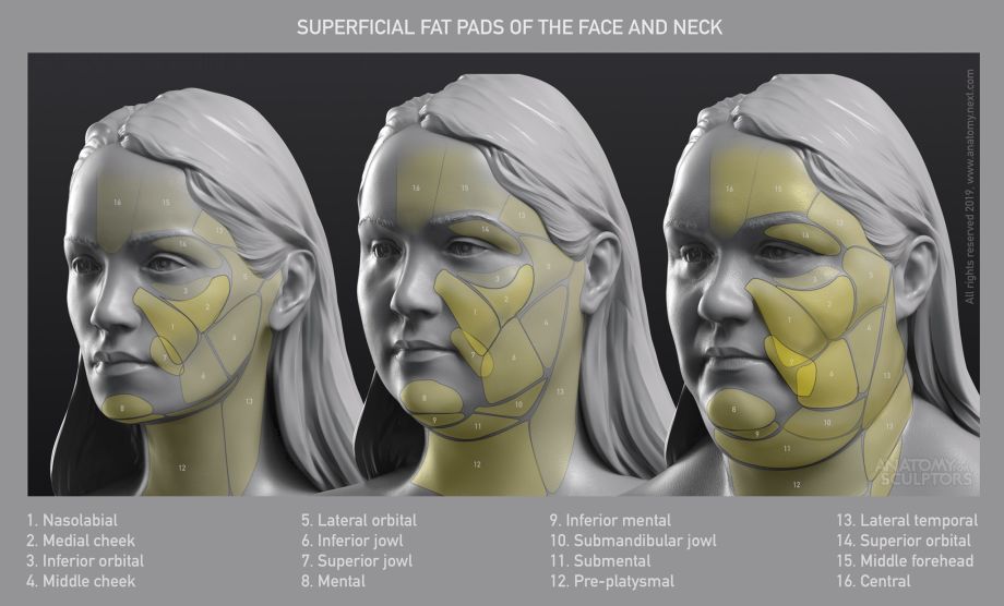 脸部结构剖析