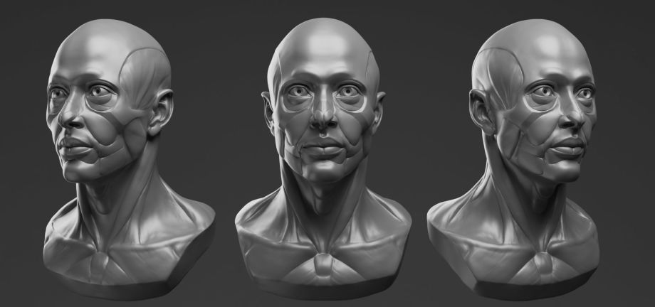 Bust Blender Models for Download