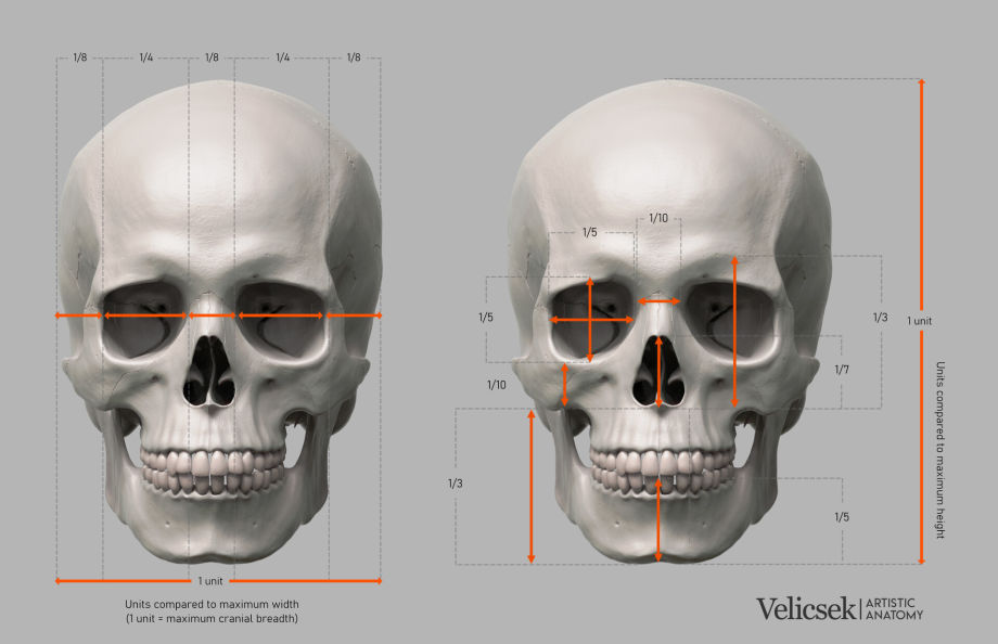 245 Human Skull Profile High Res Illustrations  Getty Images