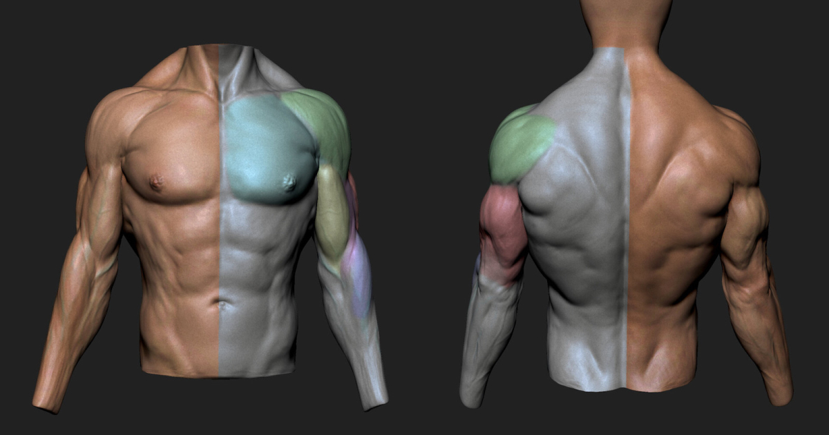 How to Use ZBrush to Sculpt & Animate Anatomically-Accurate Muscles