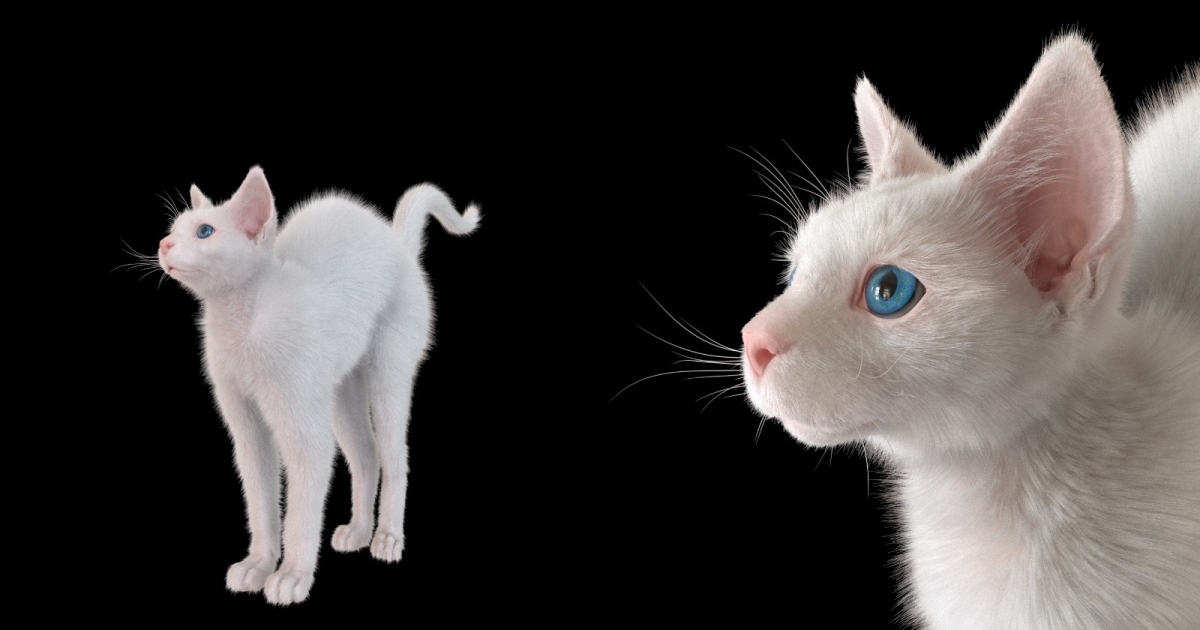 Check Out This Adorable 3D Cat Made With ZBrush & XGen