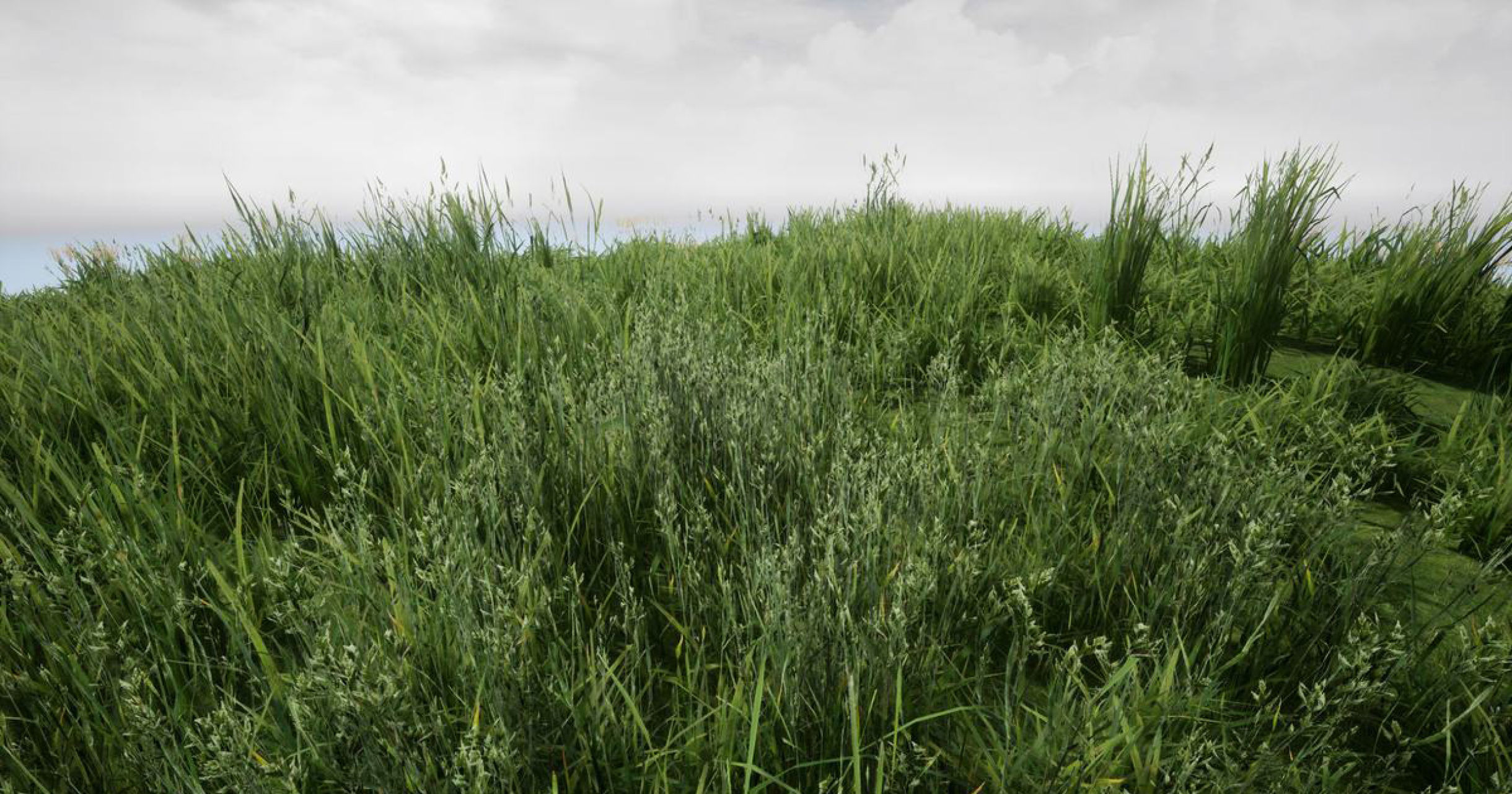 Step-by-Step: Modeling Nature with Static Grass